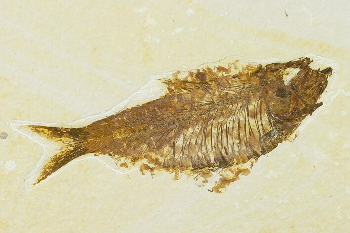 Detailed Fossil Fish (Knightia) - Wyoming #155484